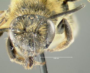 Media type: image;   Entomology 609592 Aspect: head frontal view